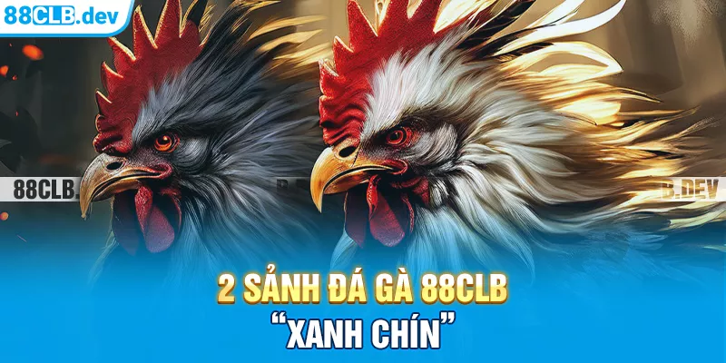 2 sảnh đá gà 88CLB “xanh chín”