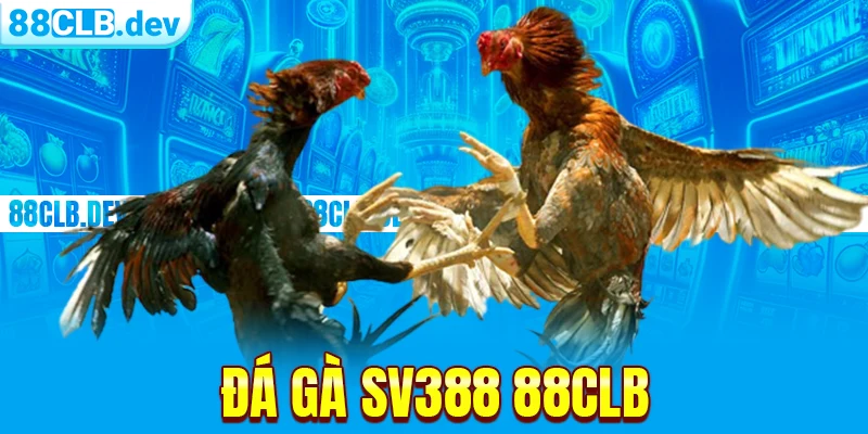 Đá gà SV388 88clb