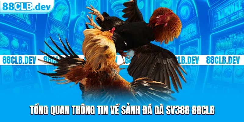 Tổng quan thông tin về sảnh đá gà SV388