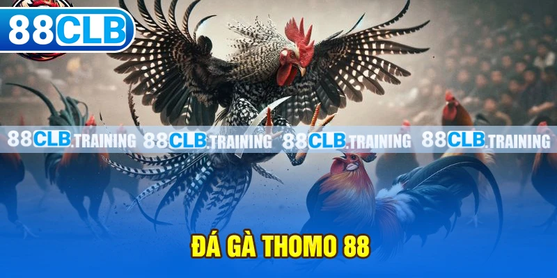 Đá gà thomo 88