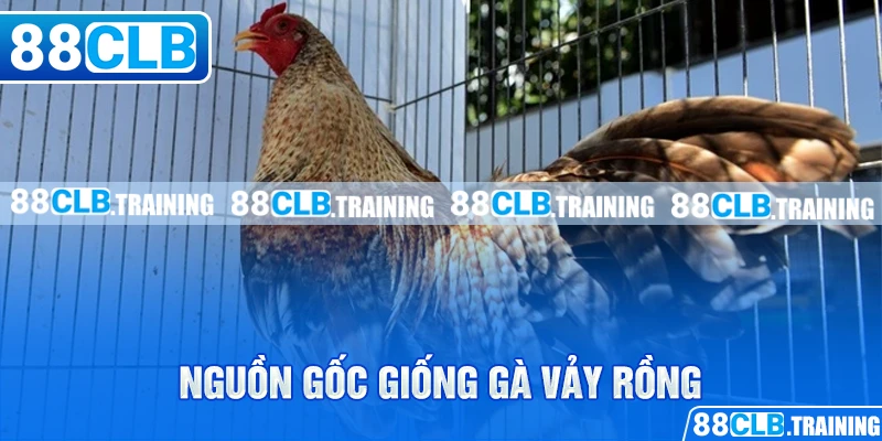 Nguồn gốc giống gà vảy rồng