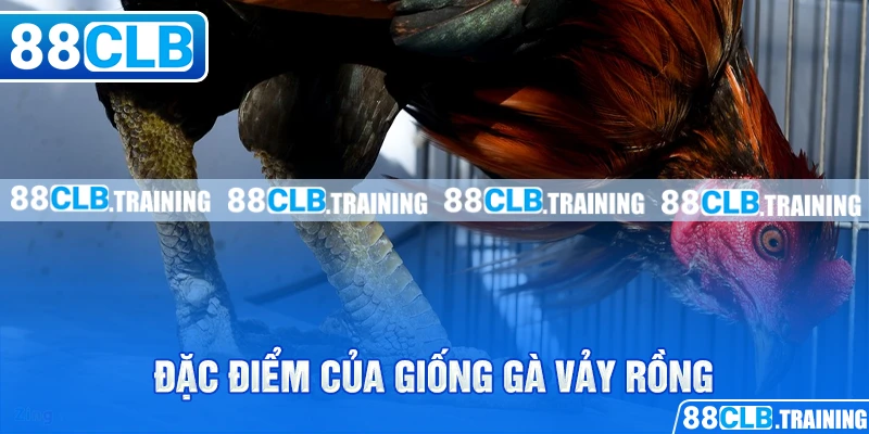 Đặc điểm của giống gà vảy rồng