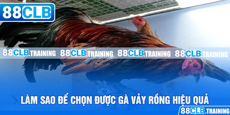 Làm sao để chọn được gà vảy rồng hiệu quả