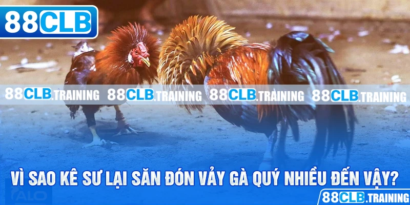 Vì sao kê sư lại săn đón vảy gà quý nhiều đến vậy?