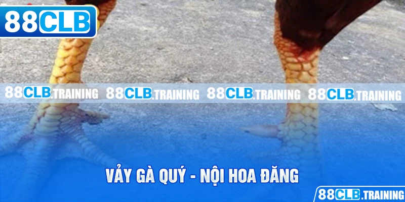 Vảy gà quý - nội hoa đăng