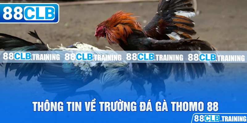 Thông tin về trường đá gà thomo88