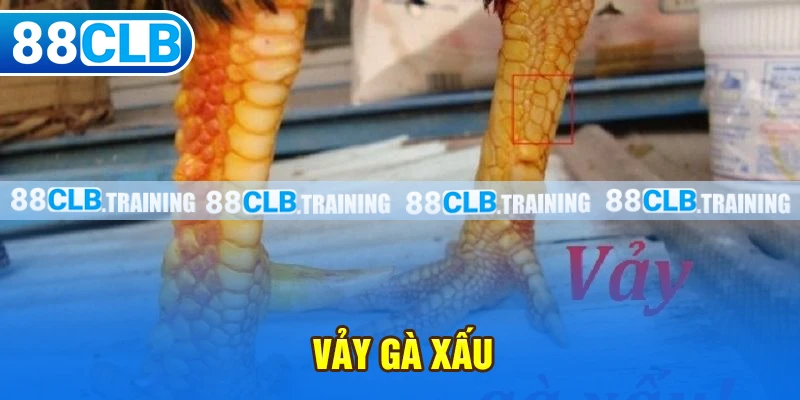 Vảy gà xấu