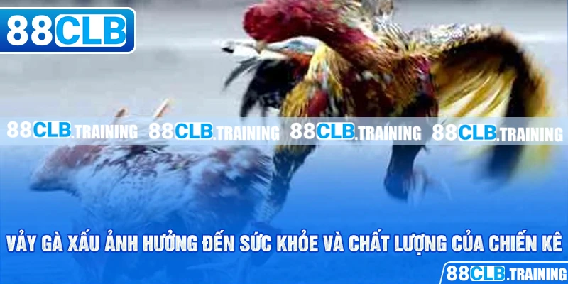 Vảy gà xấu ảnh hưởng đến sức khỏe và chất lượng của chiến kê