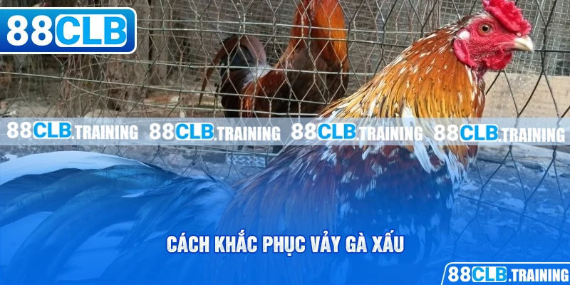 Cách khắc phục vảy gà xấu