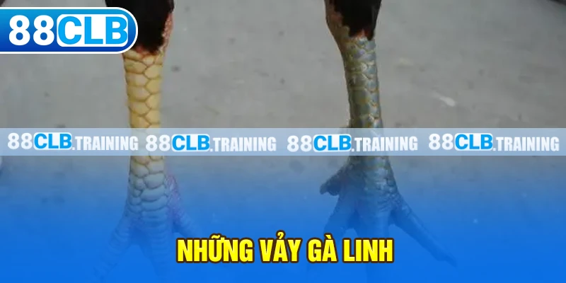 Những vảy gà linh