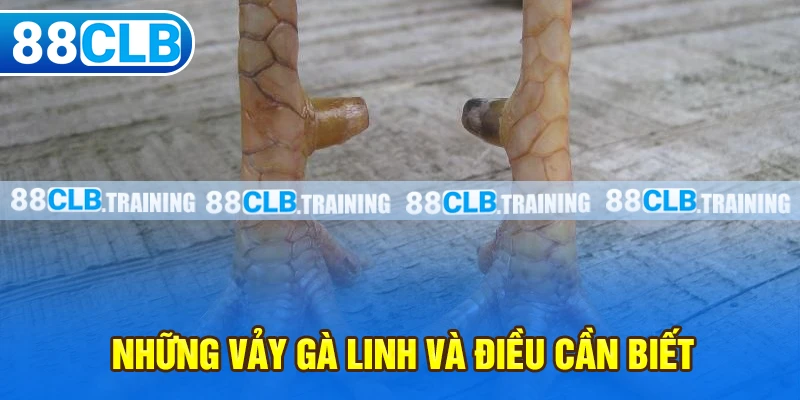 Những vảy gà linh và điều cần biết