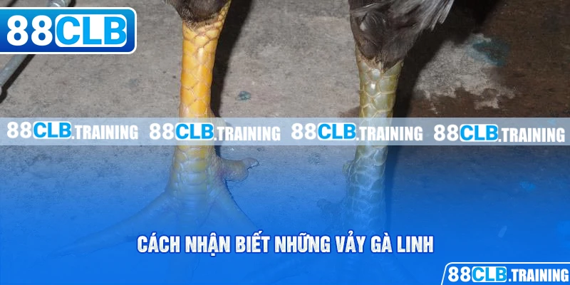 Cách nhận biết những vảy gà linh