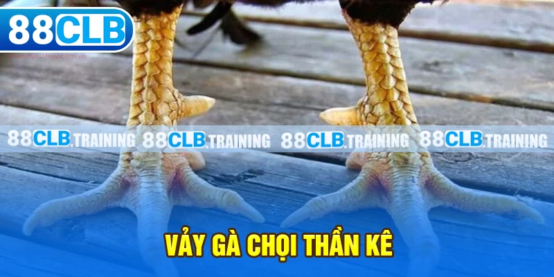 Vảy gà chọi thần kê