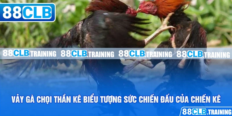 Vảy gà chọi thần kê biểu tượng sức chiến đấu của chiến kê