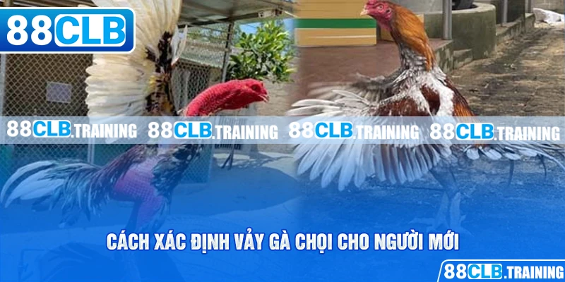 Cách xác định vảy gà chọi cho người mới