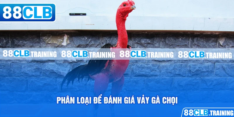 Phân loại để đánh giá vảy gà chọi