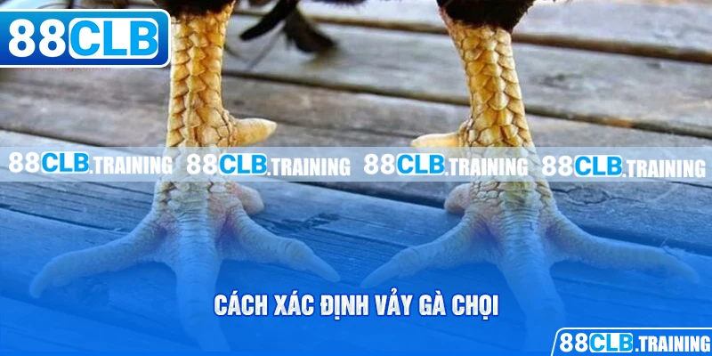 Cách xác định vảy gà chọi cho người mới