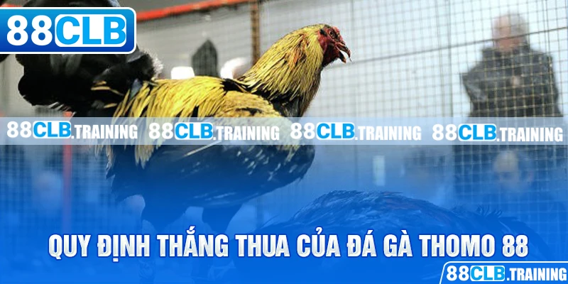 Quy định thắng thua của đá gà thomo 88