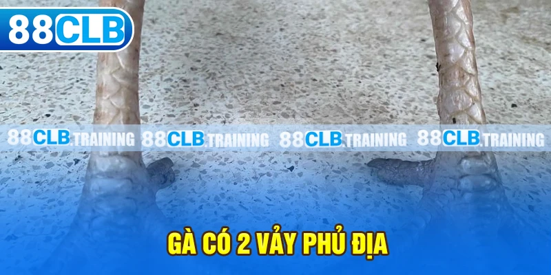 Gà có 2 vảy phủ địa