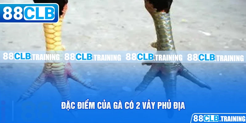 Đặc điểm của gà có 2 vảy phủ địa