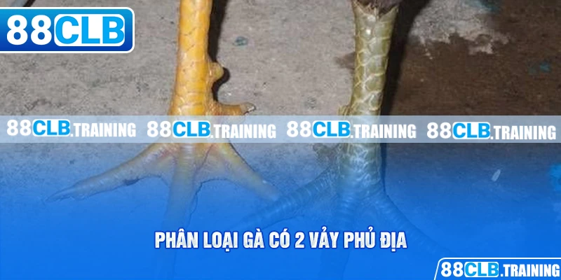 Phân loại gà có 2 vảy phủ địa