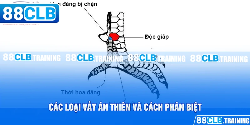 Các loại vảy án thiên và cách phân biệt