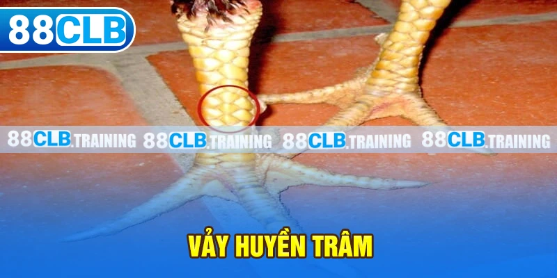 Vảy huyền trâm