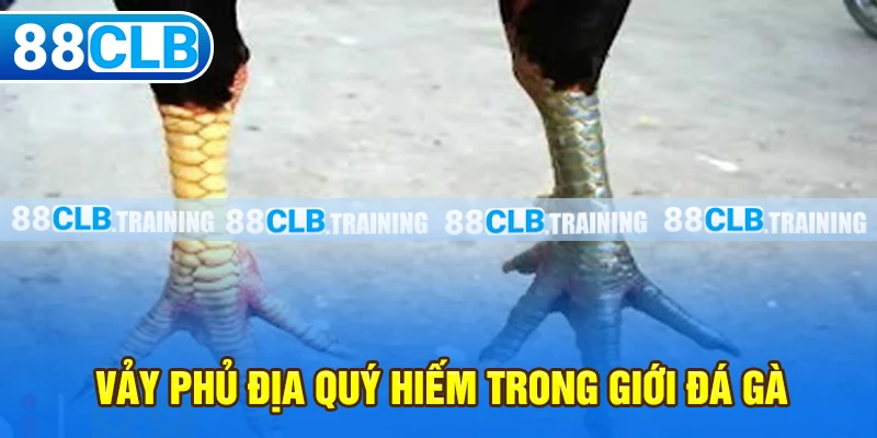 Vảy phủ địa quý hiếm trong giới đá gà