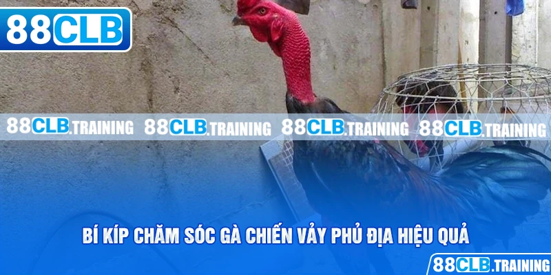 Bí kíp chăm sóc gà chiến vảy phủ địa hiệu quả