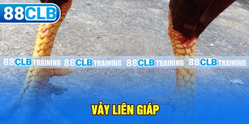 Vảy liên giáp