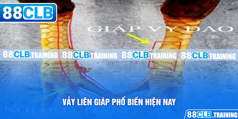 Vảy liên giáp phổ biến hiện nay