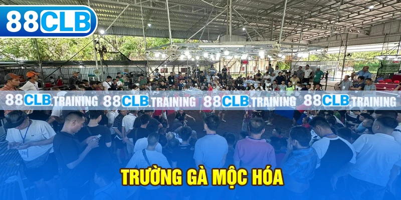 Trường gà Mộc Hóa