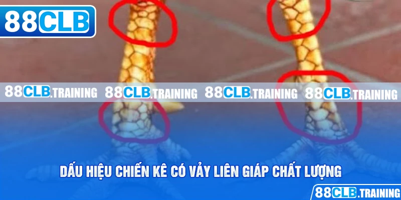 Dấu hiệu chiến kê có vảy liên giáp chất lượng