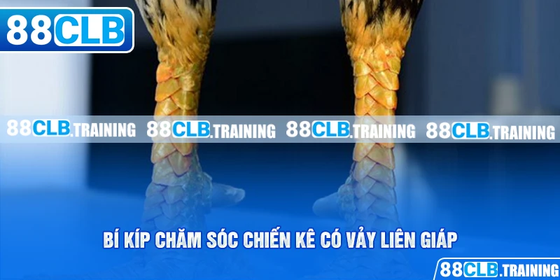 Bí kíp chăm sóc chiến kê có vảy liên giáp