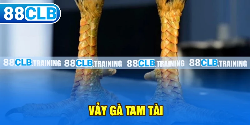 Vảy gà tam tài