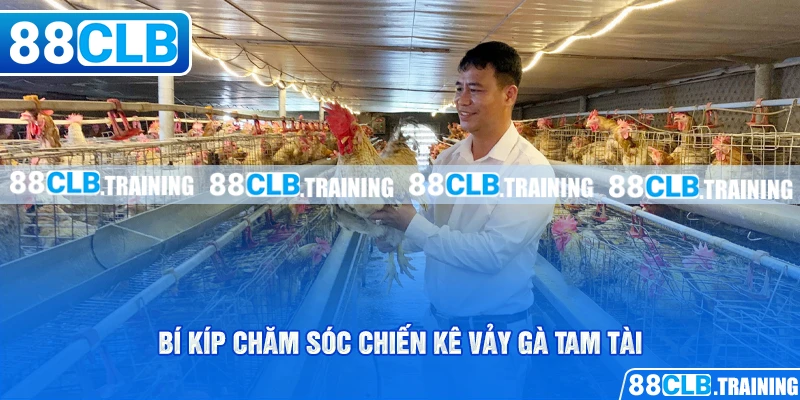 Bí kíp chăm sóc chiến kê vảy gà tam tài